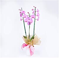 Los mejores  - Orquídea Rosa Natural - ENTREGA EN 24H con DEDICATORIA PERSONALIZADA - Orquídea a Domicilio - Envíos Gratis